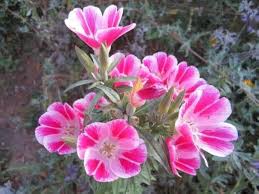 Pink Clarkia Flower Seeds for - Heirloom Non GMO Premium Garden Seeds for Planting, High Germination Outdoor Plants