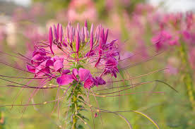 Pink Cleome Flower Seeds for - Heirloom Non GMO Premium Garden Seeds for Planting, High Germination Outdoor Plants