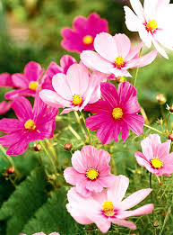 Pink Cosmos Flower Seeds - Heirloom Non GMO Garden Seeds for Planting, High Germination Quality