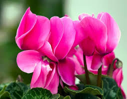 Pink Cyclamen Flower Seeds for - Heirloom Non GMO Premium Garden Seeds for Planting, High Germination Outdoor Plants