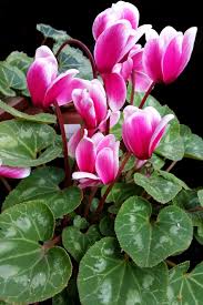Pink Cyclamen Flower Seeds