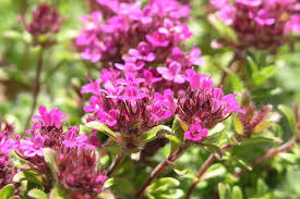 Pink Creeping Thyme Flower Seeds for Planting Heirloom Non-GMO High Germination Organic Garden Seeds Colorful Groundcover