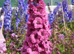 Pink Delphinium Flower Seeds for - Heirloom Non GMO Premium Garden Seeds for Planting, High Germination Outdoor Plants