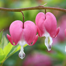 Pink Dicentra Spectabilis Flower Seeds for Planting Heirloom Non-GMO High Germination Organic Garden Seeds Balcony Garden