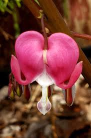 Pink Dicentra Spectabilis Flower Seeds for Planting Heirloom Non-GMO High Germination Organic Garden Seeds Balcony Garden