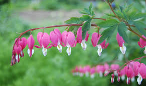 Pink Dicentra Spectabilis Flower Seeds - Heirloom Non GMO Premium Garden Seeds for Planting, High Germination Outdoor Pl