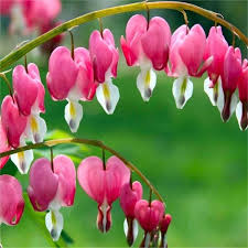 Pink Dicentra Spectabilis Flower Seeds