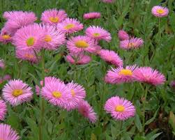 Pink Erigeron Flower Seeds