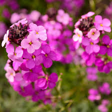 Pink Erysimum Flower Pink Erysimum Flower Seeds
