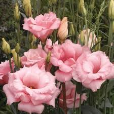 Pink Estoma Flower Seeds for - Heirloom Non GMO Premium Garden Seeds for Planting, High Germination Outdoor Plants