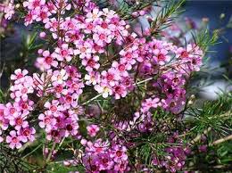Pink Chamelaucium Flower Seeds 