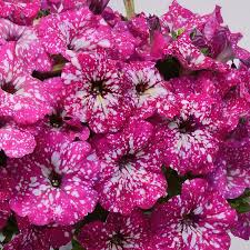 Pinksythia Flower Seeds for Planting - Heirloom Non GMO Premium Garden Seeds for Planting, High Germination Outdoor Plan