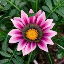 Pink Gazania Flower Seeds for - Heirloom Non GMO Premium Garden Seeds for Planting, High Germination Outdoor Plants