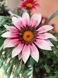 Pink Gazania Flower Seeds for - Heirloom Non GMO Premium Garden Seeds for Planting, High Germination Outdoor Plants