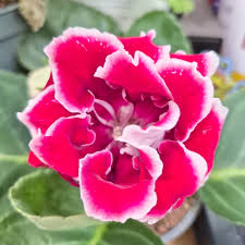 Pink Gloxinia Flower Seeds 
