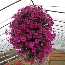 Pink Hanging Petunia Flower Seeds - Heirloom Non GMO Premium Garden Seeds for Planting, High Germination Outdoor Plants