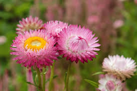 Pink Helichrysum Flower Seeds Exotic - Heirloom Non GMO Premium Garden Seeds for Planting, High Germination Outdoor Plan