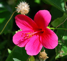 Pink Hibiscus Flower Seeds