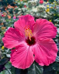 Pink Hibiscus Flower Seeds for - Heirloom Non GMO Premium Garden Seeds for Planting, High Germination Outdoor Plants