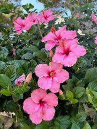 Pink Giant Hibiscus Flower Seeds for Growing and Planting Heirloom Non-GMO High Germination - Heirloom Non GMO High