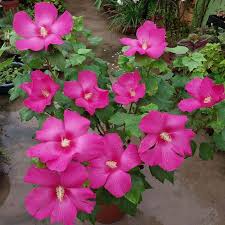 Pink Giant Hibiscus Flower Seeds