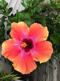 Pink Orange Hibiscus Flower Seeds – Heirloom Non-GMO High Germination Garden Seeds