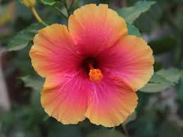 Pink Orange Hibiscus Flower Seeds – Heirloom Non-GMO High Germination Garden Seeds