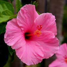 Pink Hibiscus Flower Seeds