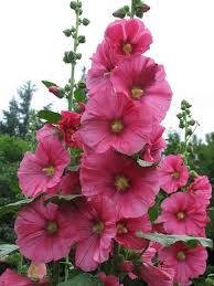 Pink Hollyhock Flower Seeds for - Heirloom Non GMO Premium Garden Seeds for Planting, High Germination Outdoor Plants