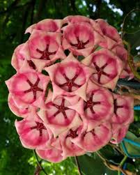 Pink Hoya Archboldiana Seeds - Heirloom Non GMO Premium Garden Seeds for Planting