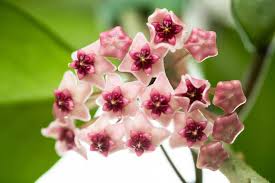 Pink Hoya Flower Seeds for Planting Heirloom Non-GMO High Germination Organic Garden Seeds Exotic Flowering Plants