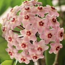 Pink Hoya Seeds - Heirloom Non GMO Premium Garden Seeds for Planting