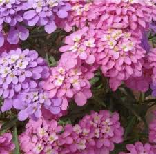 Pink Iberis Flower Seeds for - Heirloom Non GMO Premium Garden Seeds for Planting, High Germination Outdoor Plants