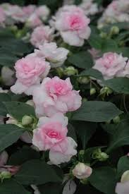Pink Double Impatiens for Planting Heirloom Non-GMO High Germination Organic Garden Flower Seeds - Heirloom Non GMO Hi