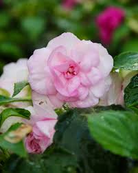 Pink Double Impatiens for Planting Heirloom Non-GMO High Germination Organic Garden Flower Seeds - Heirloom Non GMO Hi