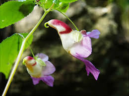 Pink Impatiens Psittacina Flower Seeds