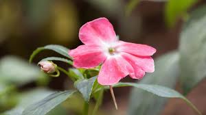 Pink Impatiens Walleriana Flower Seeds 