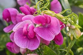 Pink Lathyrus Flower Seeds for - Heirloom Non GMO Premium Garden Seeds for Planting, High Germination Outdoor Plants