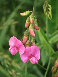 Pink Lathyrus Flower Seeds