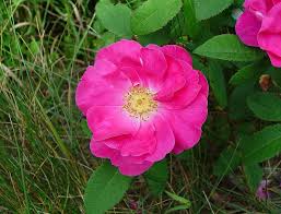 Pink Gallica Flower Seeds