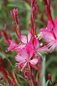 Pink Gaura Flower Seeds for - Heirloom Non GMO Premium Garden Seeds for Planting, High Germination Outdoor Plants