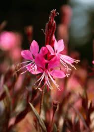 Pink Gaura Flower Seeds for - Heirloom Non GMO Premium Garden Seeds for Planting, High Germination Outdoor Plants
