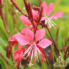 Pink Gaura Flower Seeds