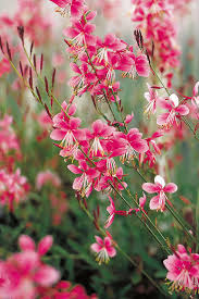Pink Gaura Lindheimeri for Planting Heirloom Non-GMO High Germination Organic Garden Exotic Flowering Plants Flower S