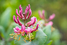 Pink Lonicera Flower Seeds for - Heirloom Non GMO Premium Garden Seeds for Planting, High Germination Outdoor Plants