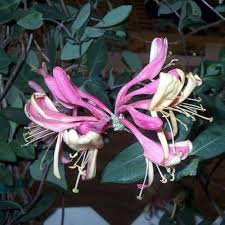 Pink Lonicera Flower Seeds for - Heirloom Non GMO Premium Garden Seeds for Planting, High Germination Outdoor Plants