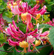 Pink Lonicera Flower Seeds