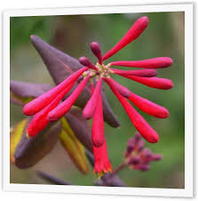 Pink Lonicera Sempervirens Seeds - Heirloom Non GMO Premium Garden Seeds for Planting