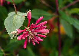 Pink Lonicera Sempervirens Flower Seeds