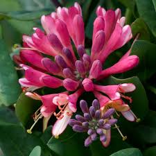 Pink Lonicera Sempervirens Seeds - Heirloom Non GMO Premium Garden Seeds for Planting